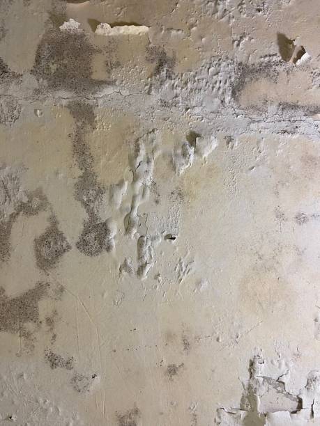 Best Black Mold Remediation in Belvedere Park, GA