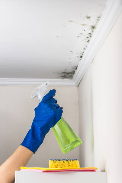 Best Attic Mold Remediation in Belvedere Park, GA